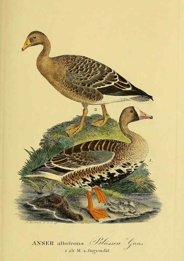 Reproducción/Reproduction 6058921689: Johann Andreas Naumann's ... Naturgeschichte der Vögel Deutschlands, nach einigen Erfahrungen entworfen. 13.T.Plates Leipzig :G. Fleischer,1820-1860