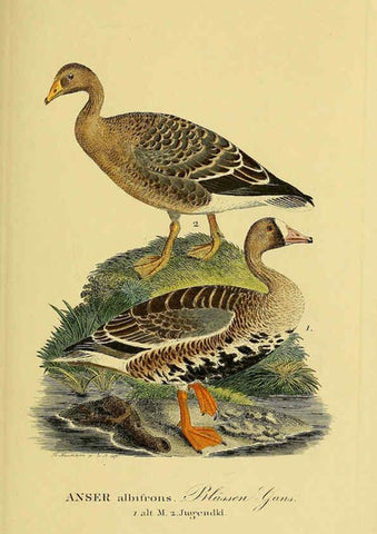 Reproducción/Reproduction 6058921689: Johann Andreas Naumann's ... Naturgeschichte der Vögel Deutschlands, nach einigen Erfahrungen entworfen. 13.T.Plates Leipzig :G. Fleischer,1820-1860
