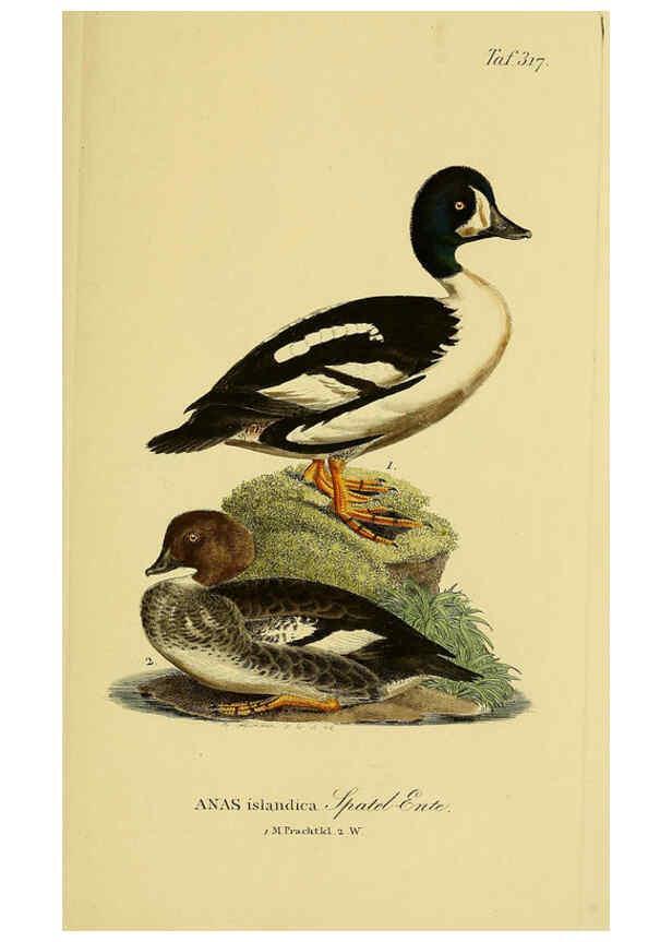 Reproducción/Reproduction 6059478618: Johann Andreas Naumann's ... Naturgeschichte der Vögel Deutschlands, nach einigen Erfahrungen entworfen. 13.T.Plates Leipzig :G. Fleischer,1820-1860