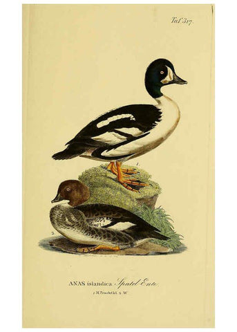 Reproducción/Reproduction 6059478618: Johann Andreas Naumann's ... Naturgeschichte der Vögel Deutschlands, nach einigen Erfahrungen entworfen. 13.T.Plates Leipzig :G. Fleischer,1820-1860