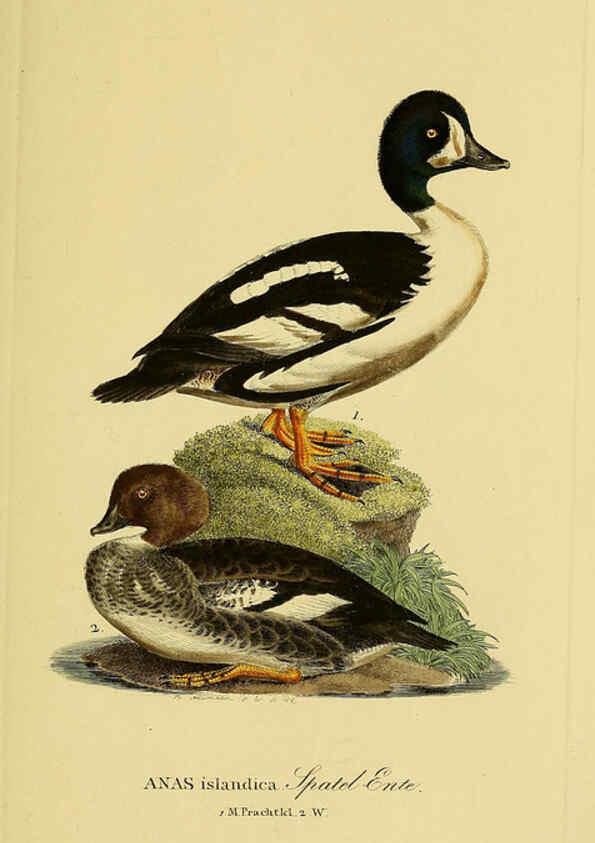 Reproducción/Reproduction 6059478618: Johann Andreas Naumann's ... Naturgeschichte der Vögel Deutschlands, nach einigen Erfahrungen entworfen. 13.T.Plates Leipzig :G. Fleischer,1820-1860