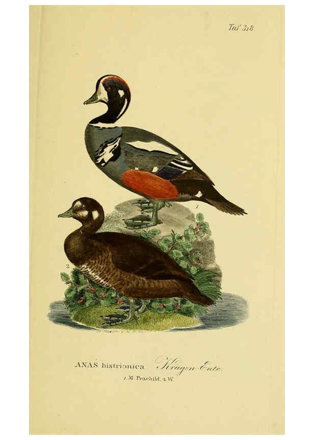 Reproducción/Reproduction 6059478936: Johann Andreas Naumann's ... Naturgeschichte der Vögel Deutschlands, nach einigen Erfahrungen entworfen. 13.T.Plates Leipzig :G. Fleischer,1820-1860
