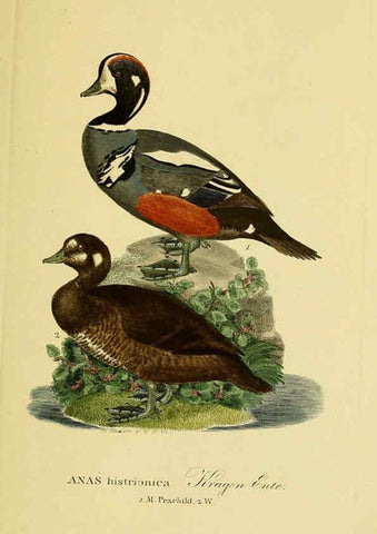 Reproducción/Reproduction 6059478936: Johann Andreas Naumann's ... Naturgeschichte der Vögel Deutschlands, nach einigen Erfahrungen entworfen. 13.T.Plates Leipzig :G. Fleischer,1820-1860