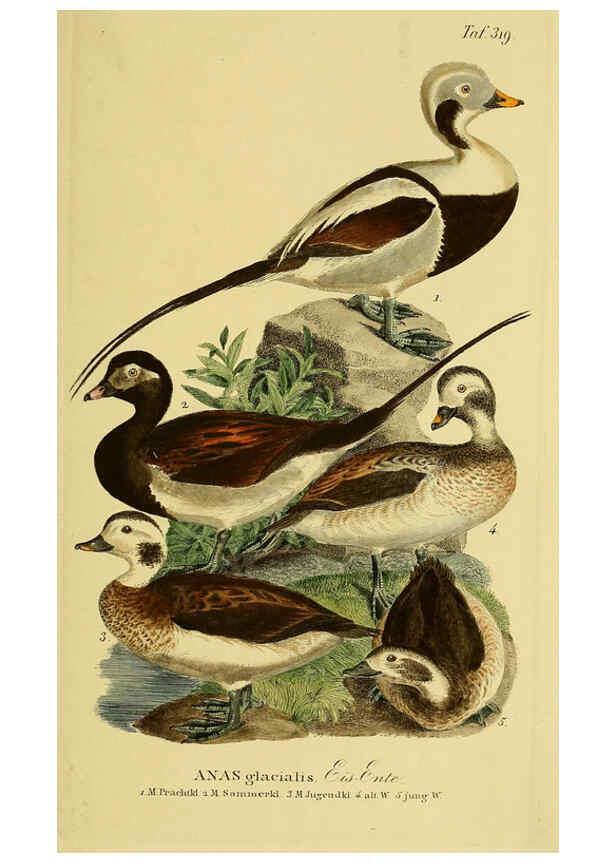 Reproducción/Reproduction 6058931849: Johann Andreas Naumann's ... Naturgeschichte der Vögel Deutschlands, nach einigen Erfahrungen entworfen. 13.T.Plates Leipzig :G. Fleischer,1820-1860