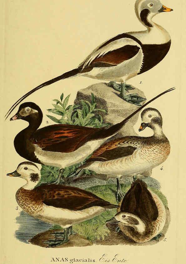 Reproducción/Reproduction 6058931849: Johann Andreas Naumann's ... Naturgeschichte der Vögel Deutschlands, nach einigen Erfahrungen entworfen. 13.T.Plates Leipzig :G. Fleischer,1820-1860
