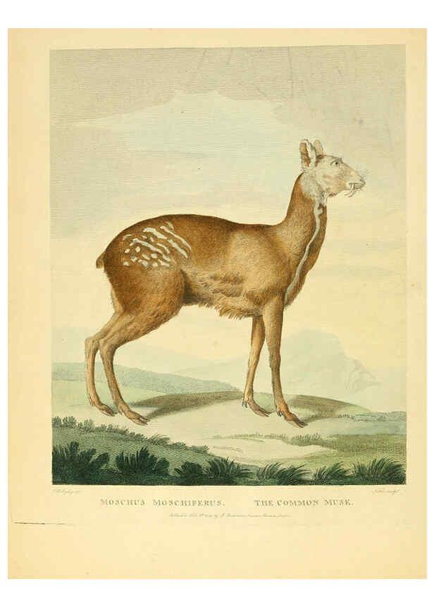 Reproducción/Reproduction 6059021499: Musei Leveriani explicatio, anglica et latina [London] :Impensis Jacobi Parkinson,1792-1796