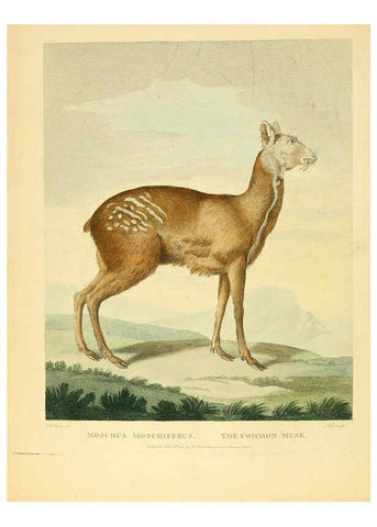 Reproducción/Reproduction 6059021499: Musei Leveriani explicatio, anglica et latina [London] :Impensis Jacobi Parkinson,1792-1796