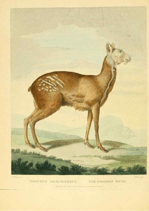 Reproducción/Reproduction 6059021499: Musei Leveriani explicatio, anglica et latina [London] :Impensis Jacobi Parkinson,1792-1796
