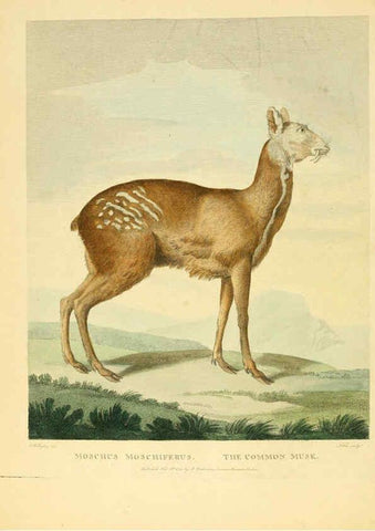 Reproducción/Reproduction 6059021499: Musei Leveriani explicatio, anglica et latina [London] :Impensis Jacobi Parkinson,1792-1796