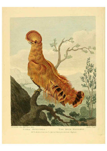 Reproducción/Reproduction 6059569492: Musei Leveriani explicatio, anglica et latina [London] :Impensis Jacobi Parkinson,1792-1796