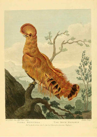 Reproducción/Reproduction 6059569492: Musei Leveriani explicatio, anglica et latina [London] :Impensis Jacobi Parkinson,1792-1796