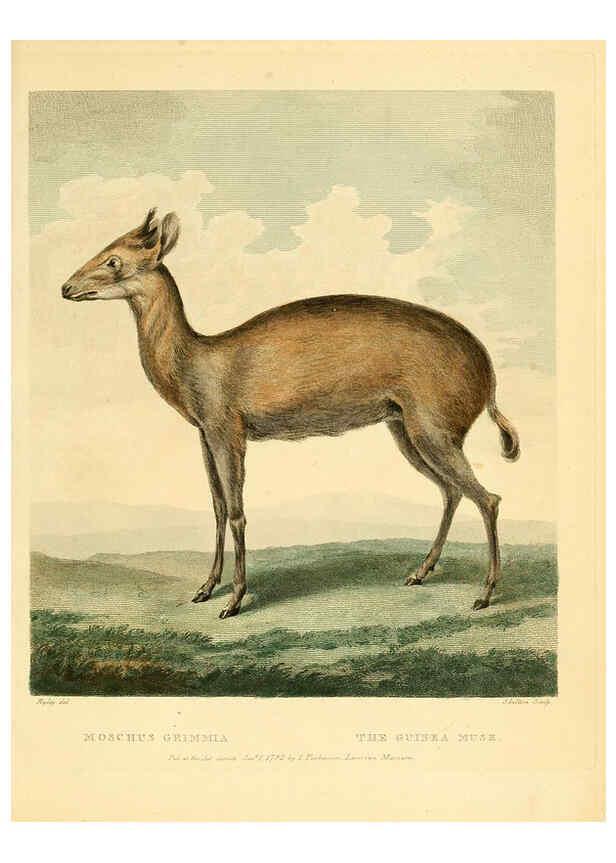 Reproducción/Reproduction 6059569634: Musei Leveriani explicatio, anglica et latina [London] :Impensis Jacobi Parkinson,1792-1796