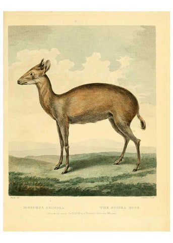 Reproducción/Reproduction 6059569634: Musei Leveriani explicatio, anglica et latina [London] :Impensis Jacobi Parkinson,1792-1796
