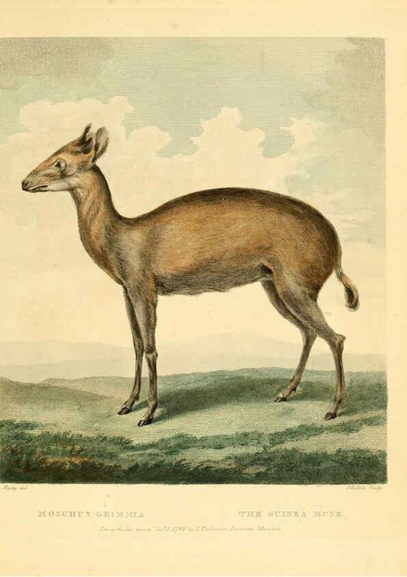 Reproducción/Reproduction 6059569634: Musei Leveriani explicatio, anglica et latina [London] :Impensis Jacobi Parkinson,1792-1796