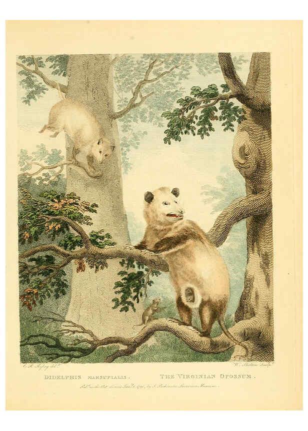Reproducción/Reproduction 6059569818: Musei Leveriani explicatio, anglica et latina [London] :Impensis Jacobi Parkinson,1792-1796