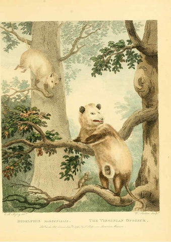 Reproducción/Reproduction 6059569818: Musei Leveriani explicatio, anglica et latina [London] :Impensis Jacobi Parkinson,1792-1796