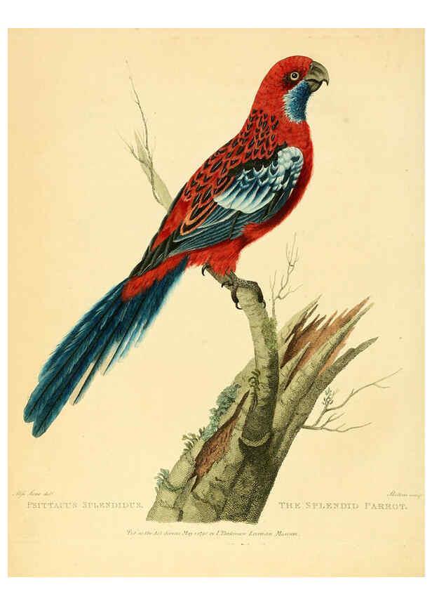 Reproducción/Reproduction 6059570062: Musei Leveriani explicatio, anglica et latina [London] :Impensis Jacobi Parkinson,1792-1796