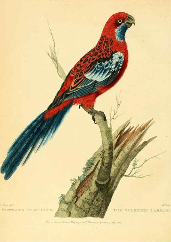 Reproducción/Reproduction 6059570062: Musei Leveriani explicatio, anglica et latina [London] :Impensis Jacobi Parkinson,1792-1796