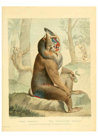 Reproducción/Reproduction 6059023021: Musei Leveriani explicatio, anglica et latina [London] :Impensis Jacobi Parkinson,1792-1796