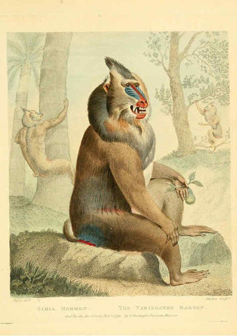 Reproducción/Reproduction 6059023021: Musei Leveriani explicatio, anglica et latina [London] :Impensis Jacobi Parkinson,1792-1796