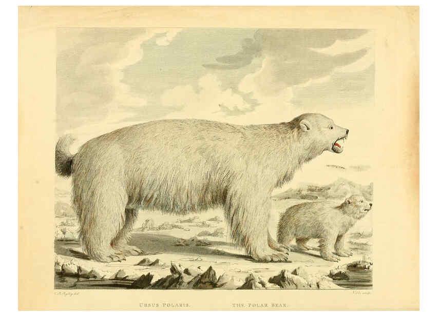 Reproducción/Reproduction 6059569030: Musei Leveriani explicatio, anglica et latina [London] :Impensis Jacobi Parkinson,1792-1796