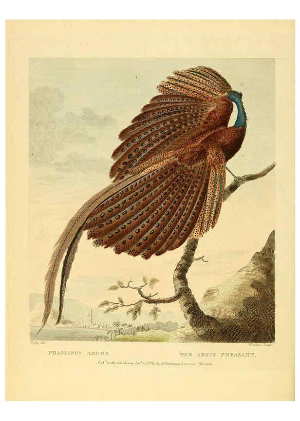 Reproducción/Reproduction 6059570860: Musei Leveriani explicatio, anglica et latina [London] :Impensis Jacobi Parkinson,1792-1796