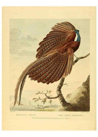 Reproducción/Reproduction 6059570860: Musei Leveriani explicatio, anglica et latina [London] :Impensis Jacobi Parkinson,1792-1796