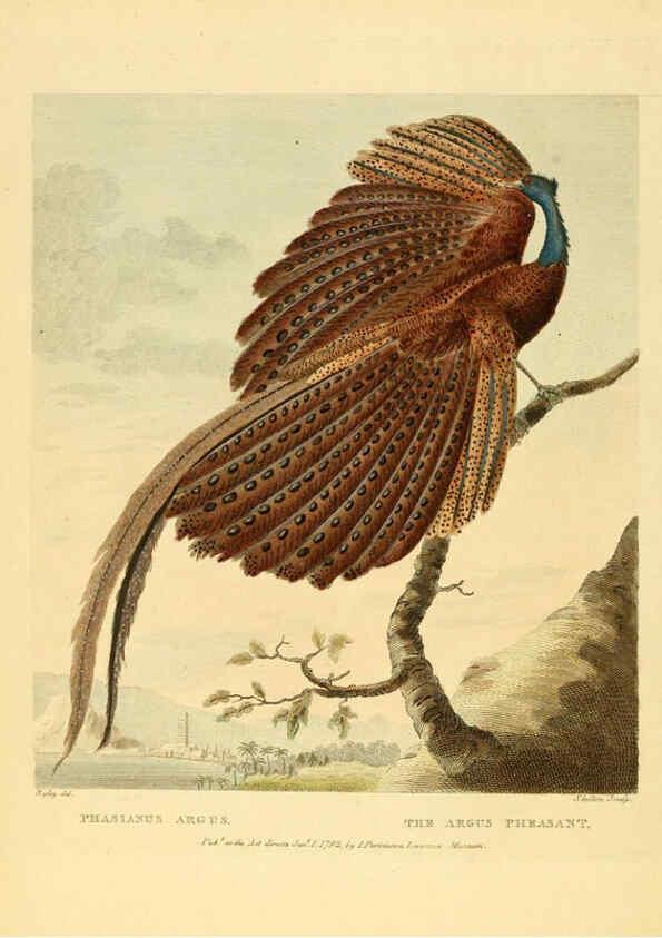 Reproducción/Reproduction 6059570860: Musei Leveriani explicatio, anglica et latina [London] :Impensis Jacobi Parkinson,1792-1796