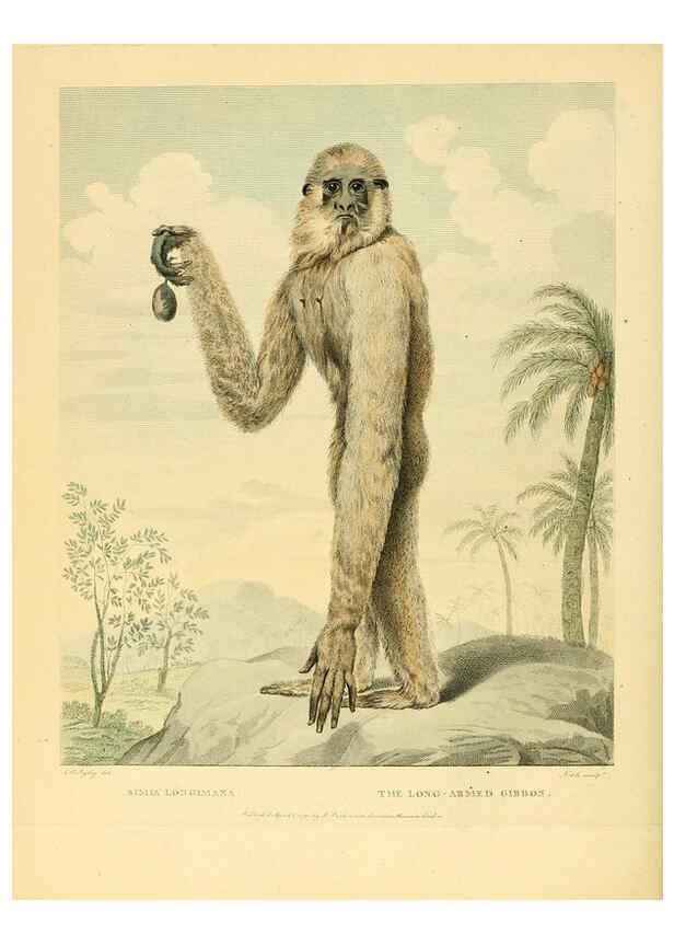 Reproducción/Reproduction 6059571634: Musei Leveriani explicatio, anglica et latina [London] :Impensis Jacobi Parkinson,1792-1796