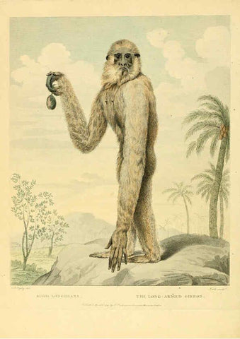 Reproducción/Reproduction 6059571634: Musei Leveriani explicatio, anglica et latina [London] :Impensis Jacobi Parkinson,1792-1796