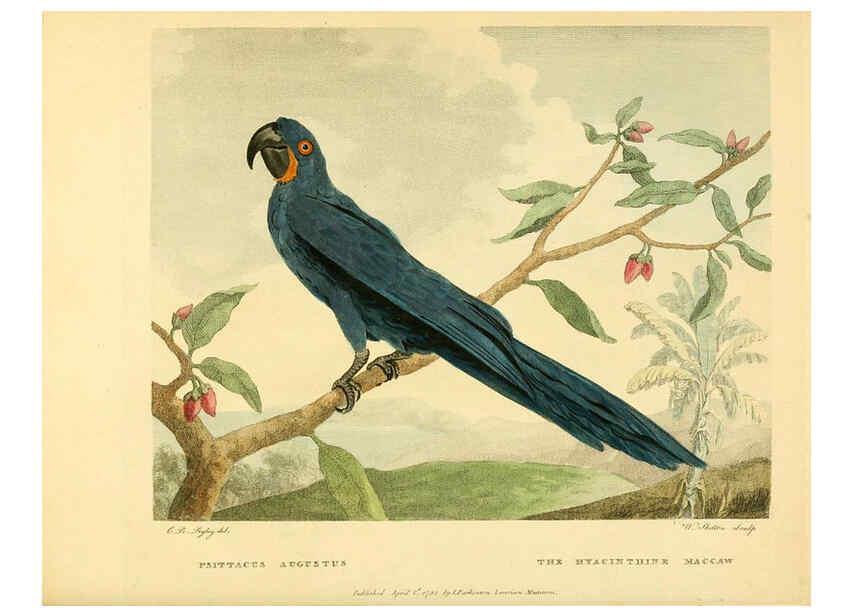 Reproducción/Reproduction 6059571844: Musei Leveriani explicatio, anglica et latina [London] :Impensis Jacobi Parkinson,1792-1796