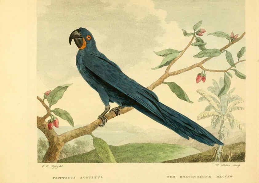 Reproducción/Reproduction 6059571844: Musei Leveriani explicatio, anglica et latina [London] :Impensis Jacobi Parkinson,1792-1796