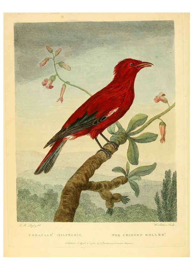 Reproducción/Reproduction 6059024415: Musei Leveriani explicatio, anglica et latina [London] :Impensis Jacobi Parkinson,1792-1796