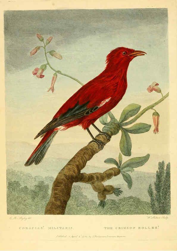 Reproducción/Reproduction 6059024415: Musei Leveriani explicatio, anglica et latina [London] :Impensis Jacobi Parkinson,1792-1796