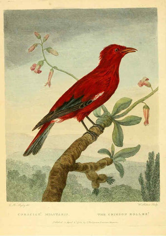 Reproducción/Reproduction 6059024415: Musei Leveriani explicatio, anglica et latina [London] :Impensis Jacobi Parkinson,1792-1796