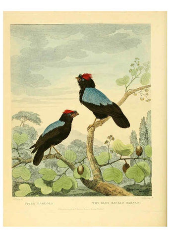 Reproducción/Reproduction 6059024587: Musei Leveriani explicatio, anglica et latina [London] :Impensis Jacobi Parkinson,1792-1796