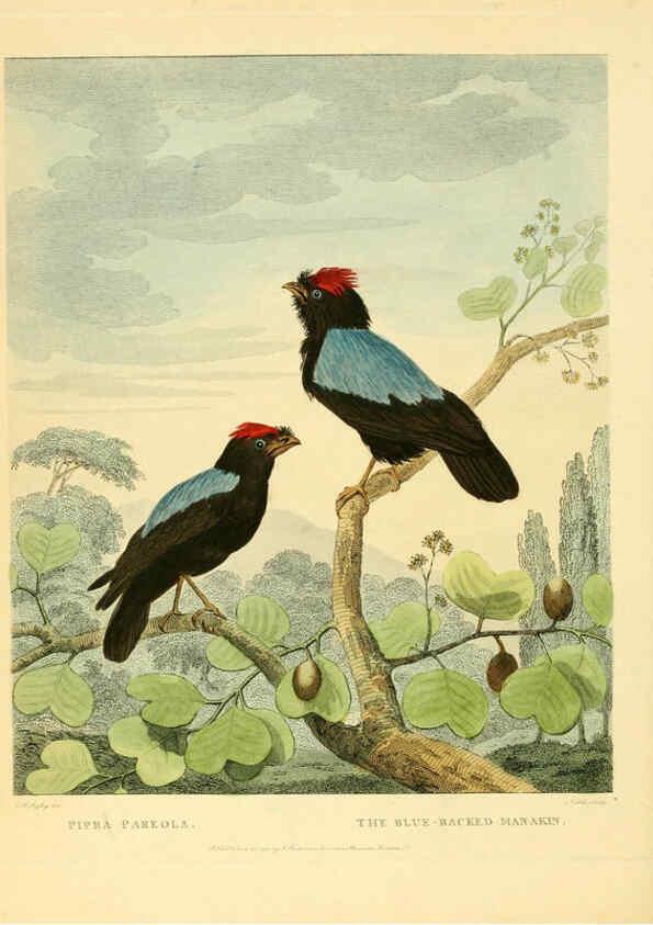 Reproducción/Reproduction 6059024587: Musei Leveriani explicatio, anglica et latina [London] :Impensis Jacobi Parkinson,1792-1796