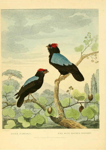 Reproducción/Reproduction 6059024587: Musei Leveriani explicatio, anglica et latina [London] :Impensis Jacobi Parkinson,1792-1796