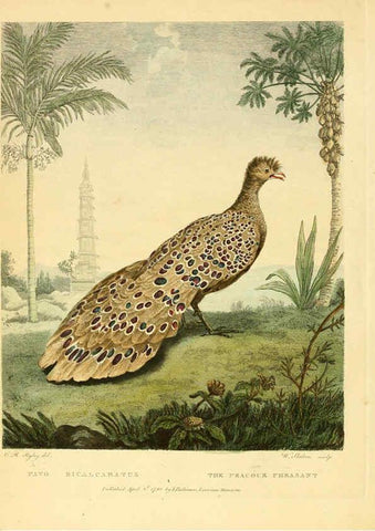 Reproducción/Reproduction 6059024959: Musei Leveriani explicatio, anglica et latina [London] :Impensis Jacobi Parkinson,1792-1796