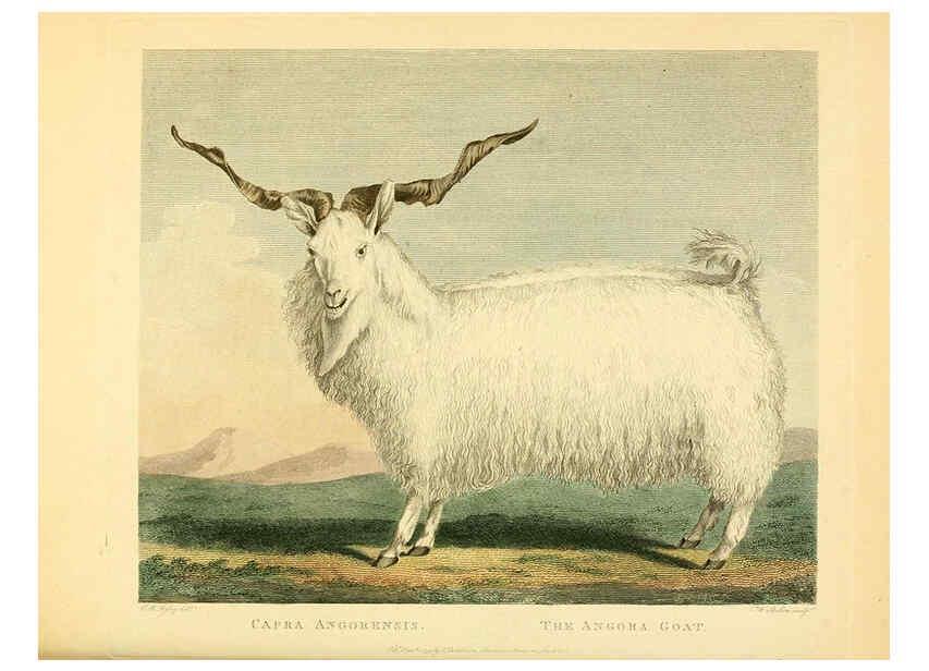 Reproducción/Reproduction 6059571052: Musei Leveriani explicatio, anglica et latina [London] :Impensis Jacobi Parkinson,1792-1796
