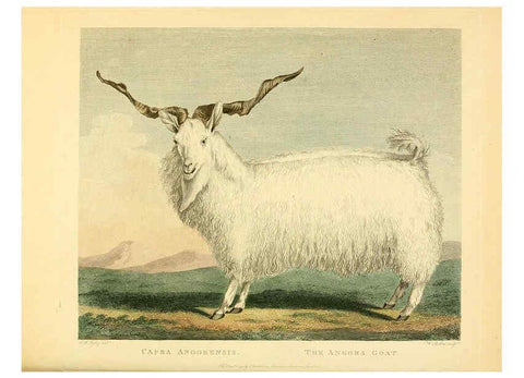Reproducción/Reproduction 6059571052: Musei Leveriani explicatio, anglica et latina [London] :Impensis Jacobi Parkinson,1792-1796