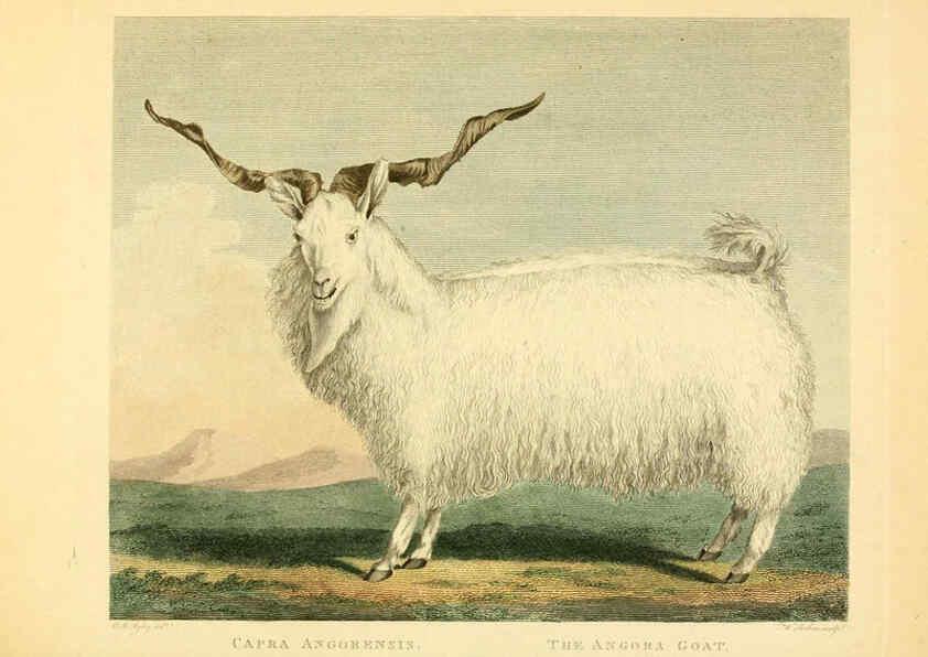 Reproducción/Reproduction 6059571052: Musei Leveriani explicatio, anglica et latina [London] :Impensis Jacobi Parkinson,1792-1796