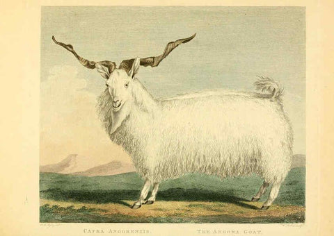 Reproducción/Reproduction 6059571052: Musei Leveriani explicatio, anglica et latina [London] :Impensis Jacobi Parkinson,1792-1796