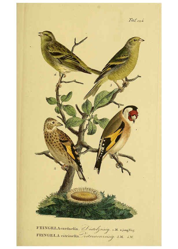 Reproducción/Reproduction 6059412240: Johann Andreas Naumann's ... Naturgeschichte der Vögel Deutschlands, nach einigen Erfahrungen entworfen. 13.T.Plates Leipzig :G. Fleischer,1820-1860
