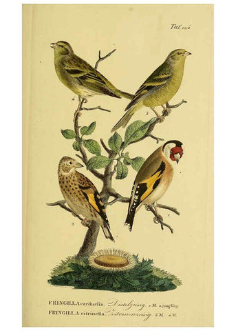 Reproducción/Reproduction 6059412240: Johann Andreas Naumann's ... Naturgeschichte der Vögel Deutschlands, nach einigen Erfahrungen entworfen. 13.T.Plates Leipzig :G. Fleischer,1820-1860