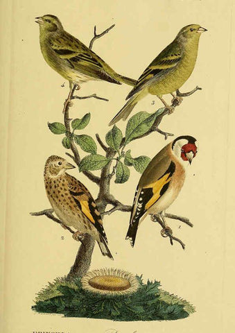 Reproducción/Reproduction 6059412240: Johann Andreas Naumann's ... Naturgeschichte der Vögel Deutschlands, nach einigen Erfahrungen entworfen. 13.T.Plates Leipzig :G. Fleischer,1820-1860