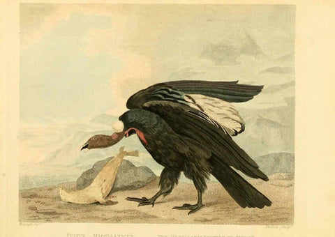 Reproducción/Reproduction 6059020947: Musei Leveriani explicatio, anglica et latina [London] :Impensis Jacobi Parkinson,1792-1796