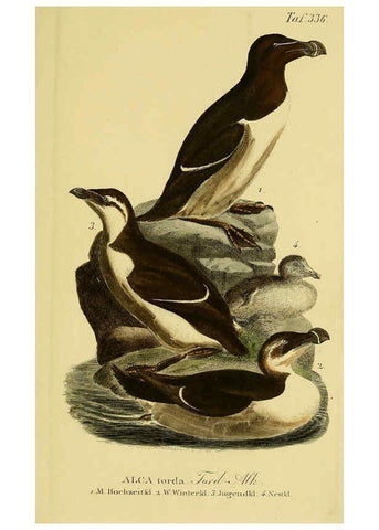 Reproducción/Reproduction 6059484988: Johann Andreas Naumann's ... Naturgeschichte der Vögel Deutschlands, nach einigen Erfahrungen entworfen. 13.T.Plates Leipzig :G. Fleischer,1820-1860