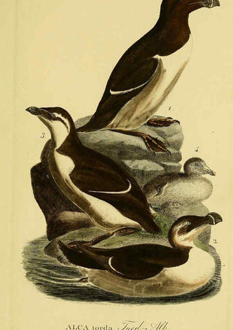 Reproducción/Reproduction 6059484988: Johann Andreas Naumann's ... Naturgeschichte der Vögel Deutschlands, nach einigen Erfahrungen entworfen. 13.T.Plates Leipzig :G. Fleischer,1820-1860