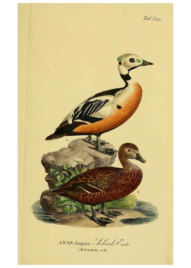 Reproducción/Reproduction 6059479546: Johann Andreas Naumann's ... Naturgeschichte der Vögel Deutschlands, nach einigen Erfahrungen entworfen. 13.T.Plates Leipzig :G. Fleischer,1820-1860
